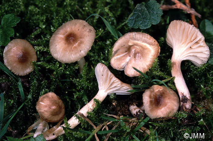 Cuphophyllus fuscescens = Hygrocybe fuscescens