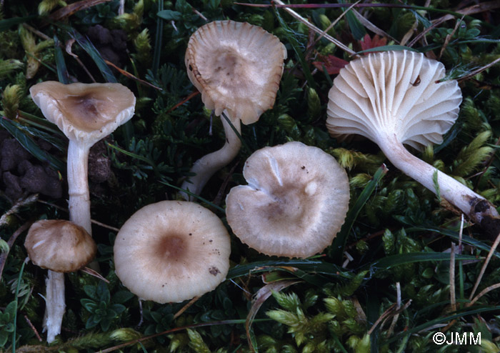 Cuphophyllus fuscescens = Hygrocybe fuscescens