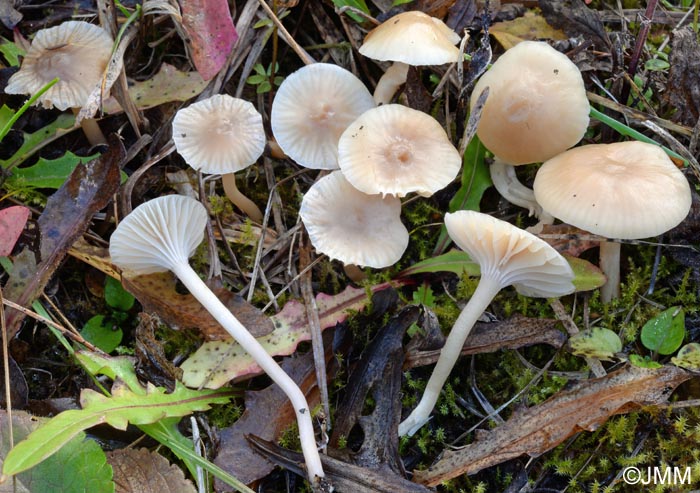 Cuphophyllus fuscescens = Hygrocybe fuscescens