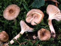 Cuphophyllus fuscescens