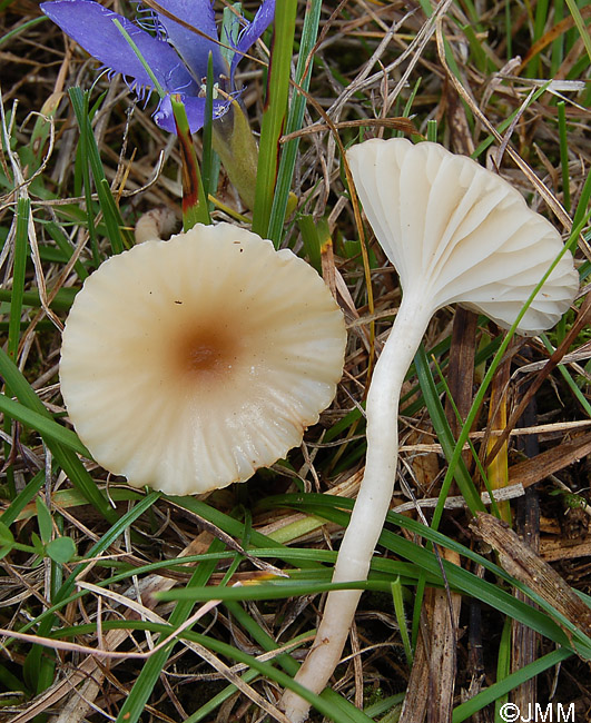 Cuphophyllus ochraceopallidus et Gentianella ciliata