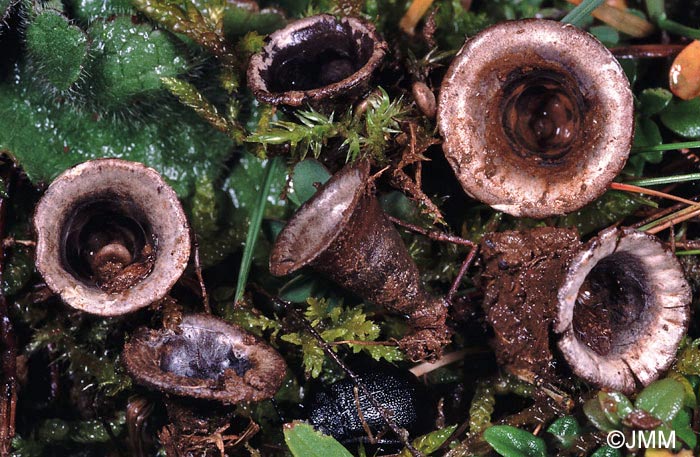 Cyathus olla