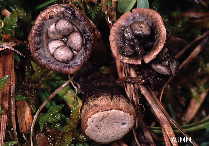 Cyathus olla