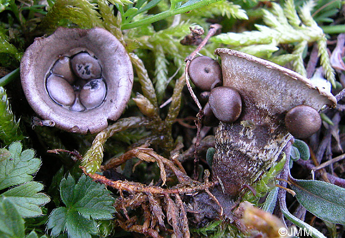 Cyathus olla