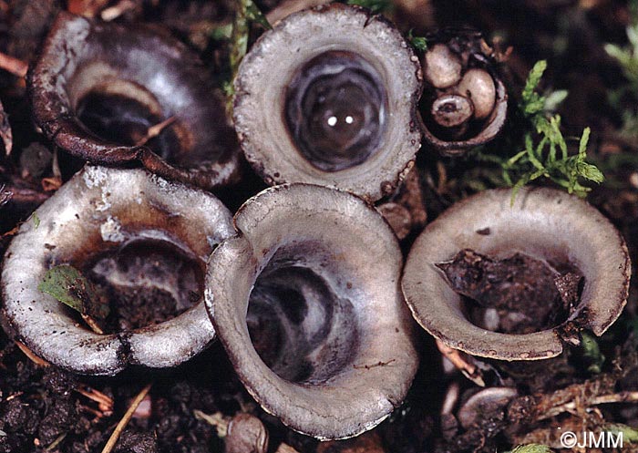 Cyathus olla