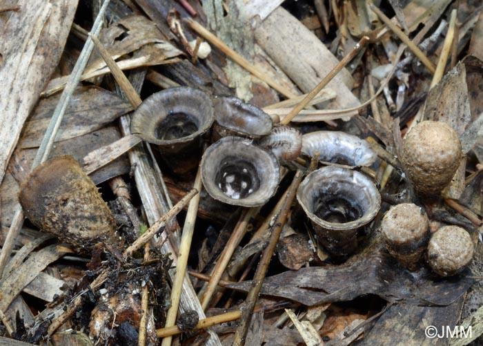 Cyathus olla