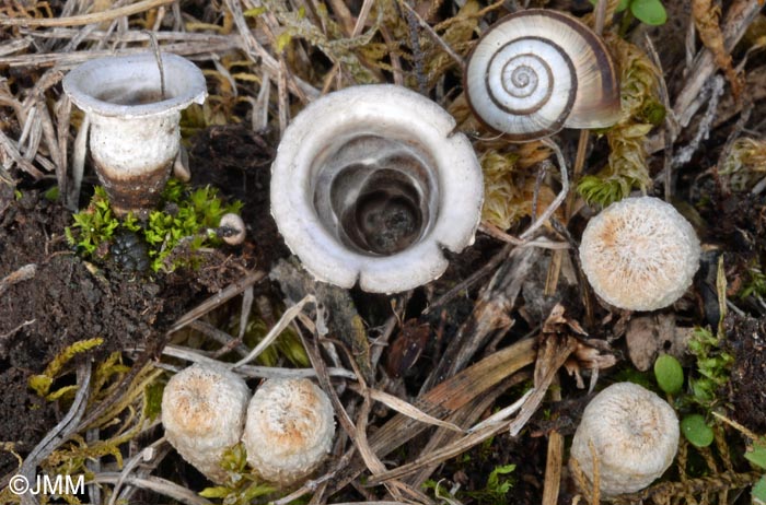 Cyathus olla