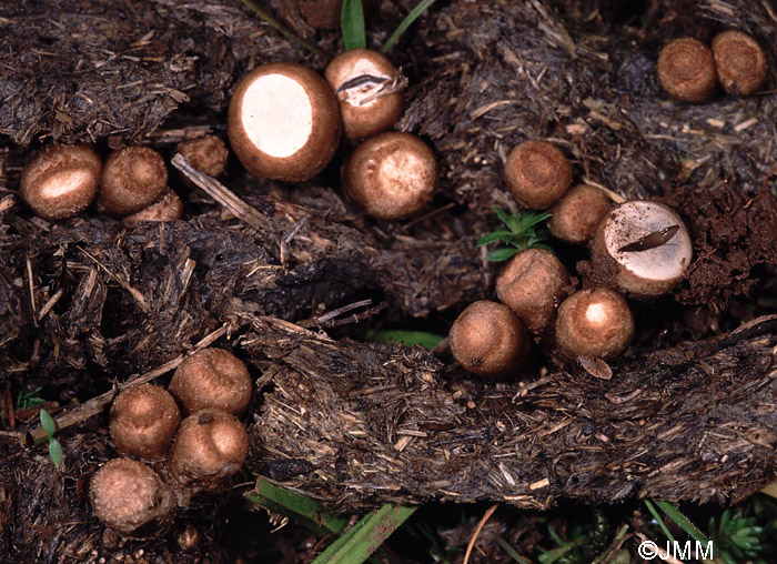 Cyathus stercoreus