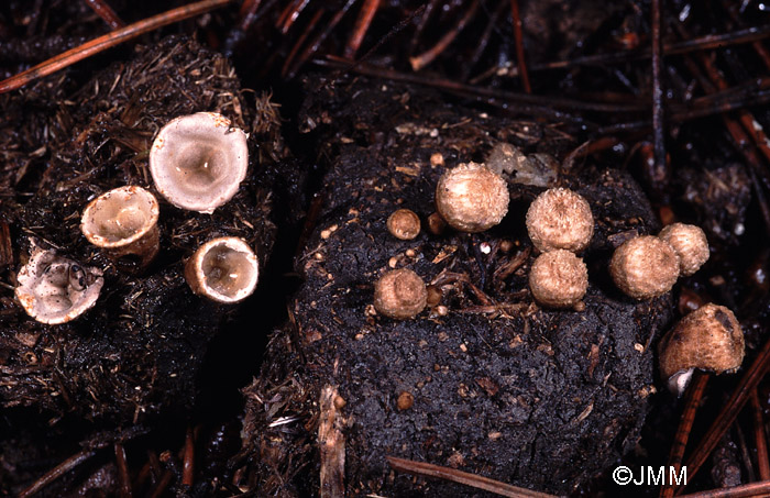 Cyathus stercoreus