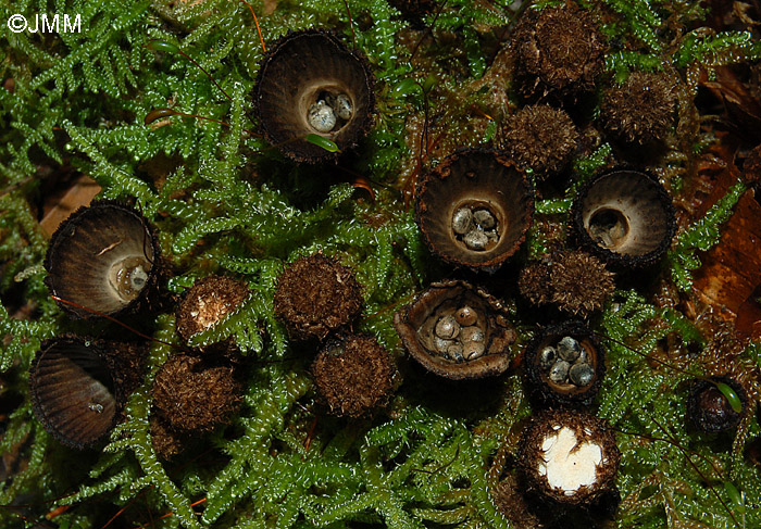 Cyathus striatus = Cyathus hirsutus