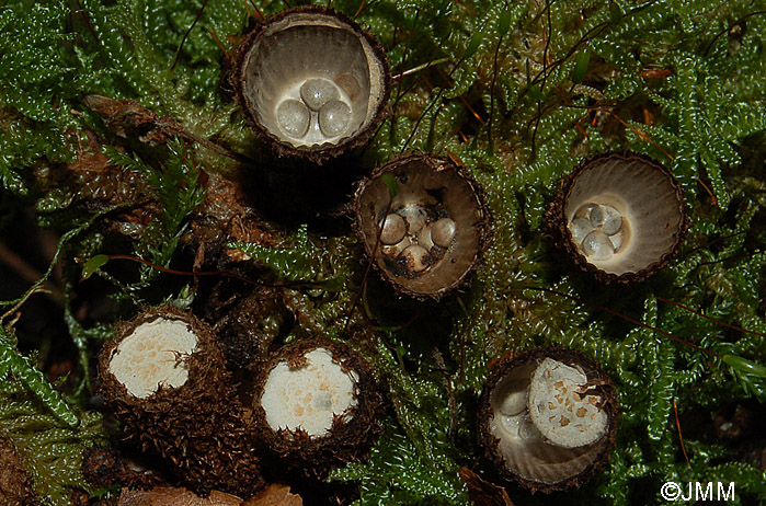 Cyathus striatus = Cyathus hirsutus