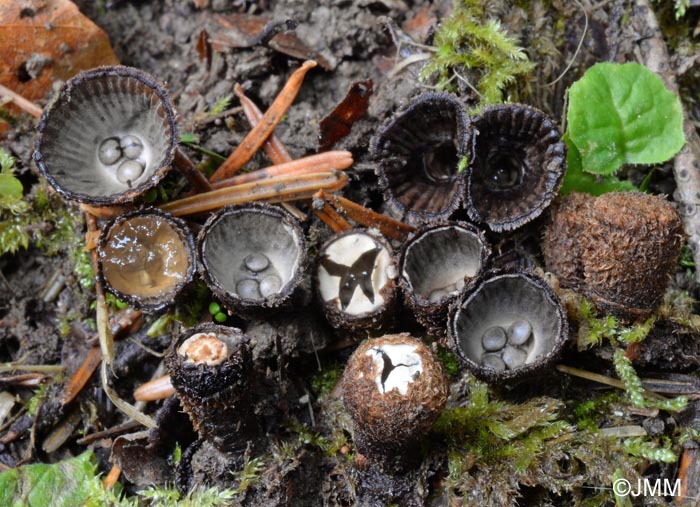 Cyathus striatus = Cyathus hirsutus