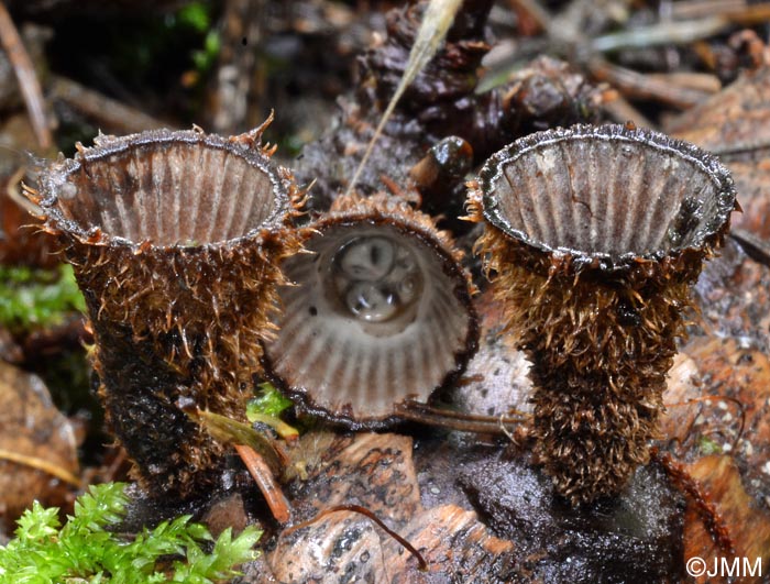 Cyathus striatus = Cyathus hirsutus