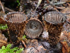 Cyathus striatus