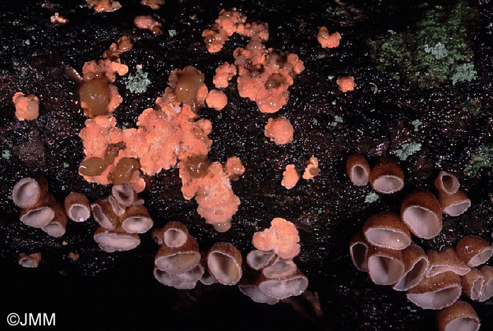 Tremella simplex, Cyphella digitalis & Aleurodiscus amorphus