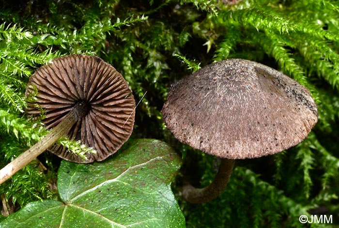 Psathyrella hirtosquamulosa = Cystoagaricus hirtosquamulosus