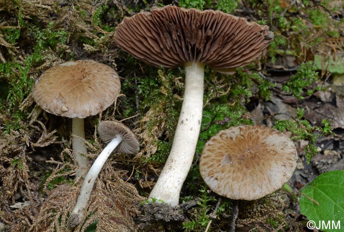 Psathyrella populina = Psathyrella silvestris = Cystoagaricus silvestris