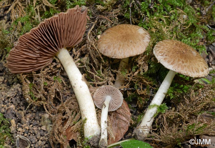 Psathyrella populina = Psathyrella silvestris = Cystoagaricus silvestris