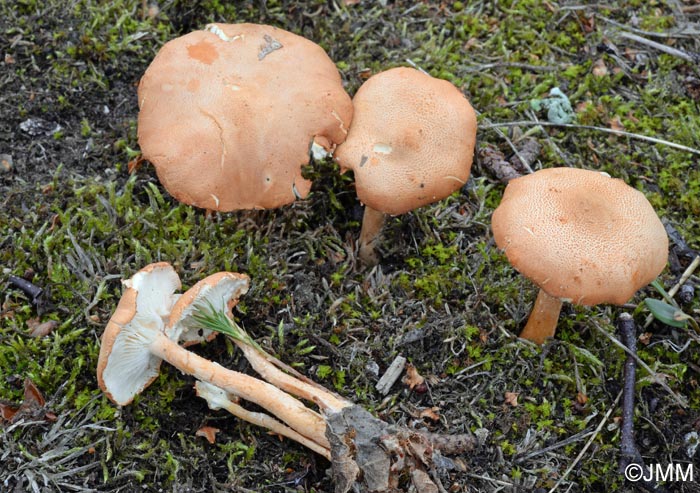 Cystoderma adnatifolium