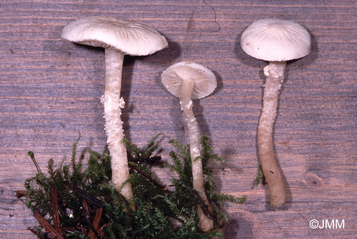 Cystoderma ambrosii