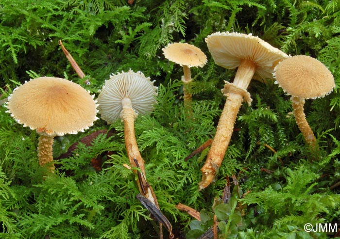 Cystoderma amianthinum