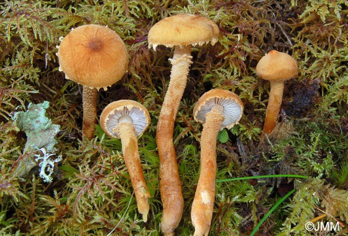 Cystoderma amianthinum