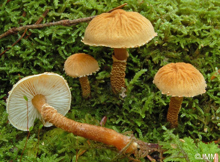 Cystoderma amianthinum