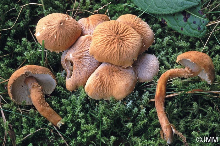 Cystoderma amianthinum f. rugosoreticulatum