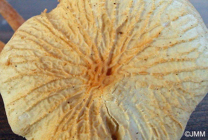 Cystoderma amianthinum f. rugosoreticulatum