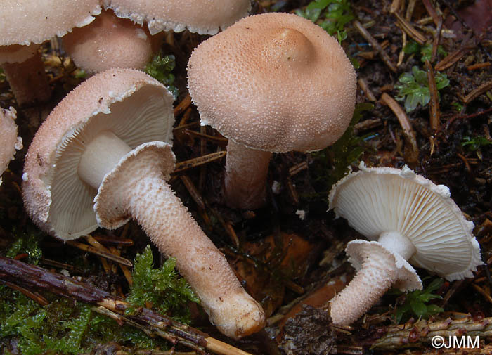 Cystoderma carcharias