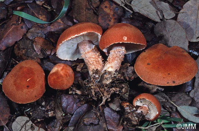 Cystoderma cinnabarinum = Cystoderma terryi