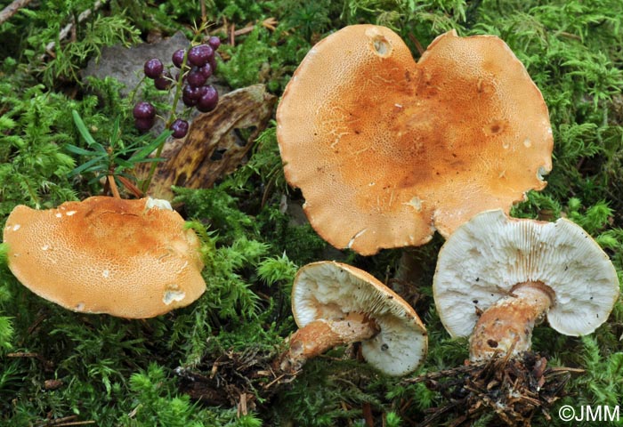 Cystoderma cinnabarinum var. claricolor