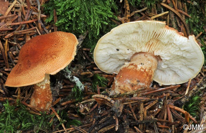 Cystoderma cinnabarinum var. claricolor