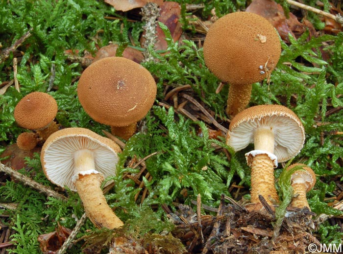 Cystoderma fallax