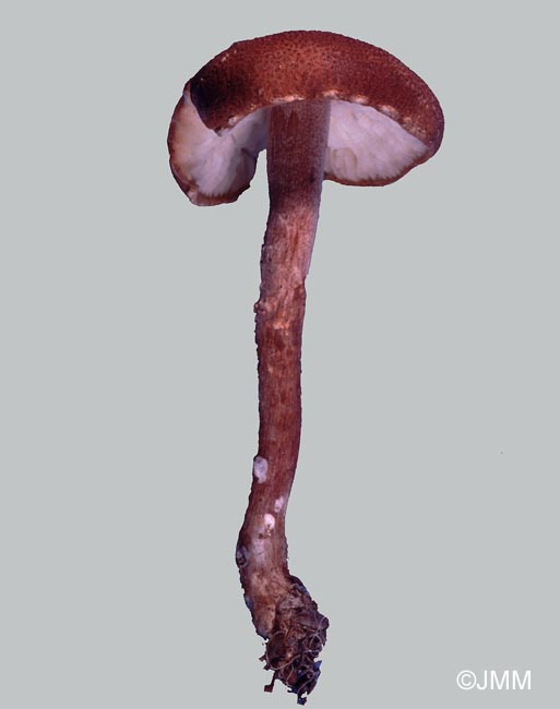 Cystoderma granulosum