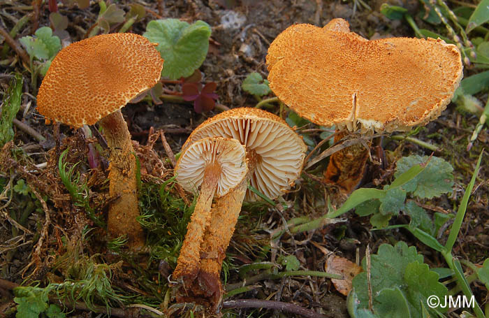 Cystoderma jasonis