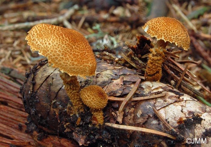 Cystoderma jasonis