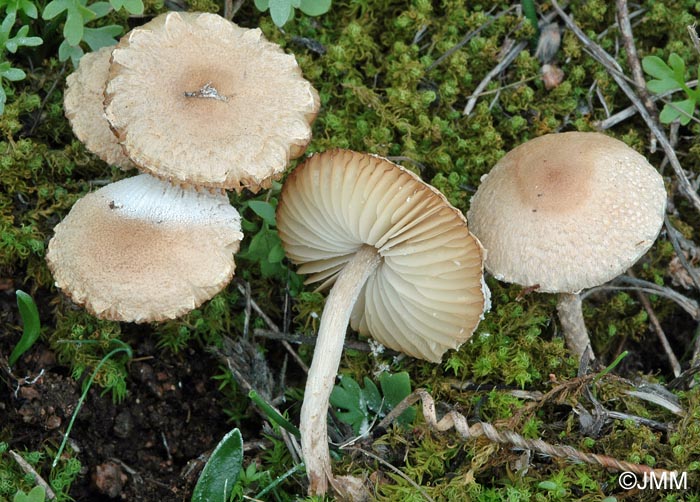 Cystolepiota adulterina