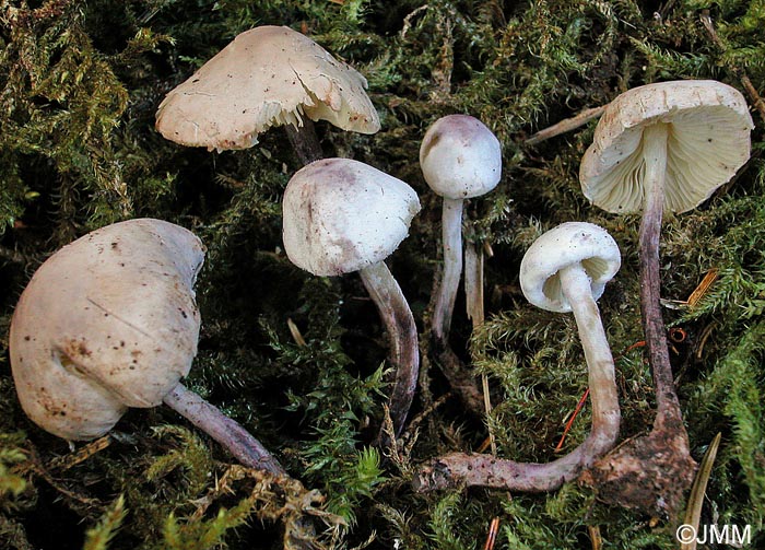 Cystolepiota bucknallii