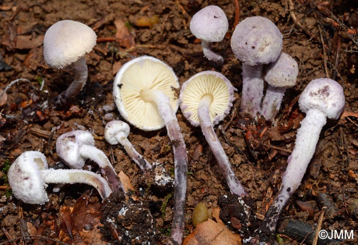 Cystolepiota bucknallii