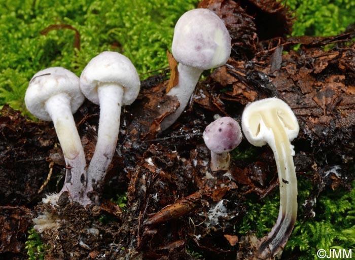 Cystolepiota bucknallii