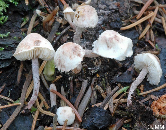 Cystolepiota hetieri