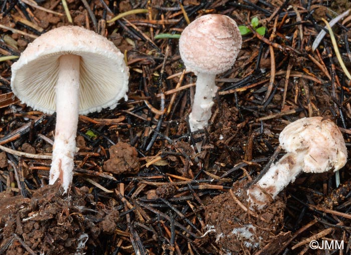 Cystolepiota hetieri