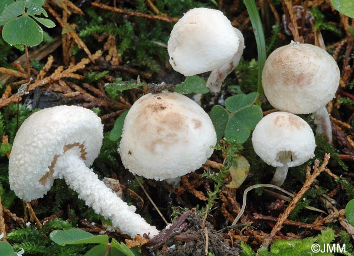 Cystolepiota langei