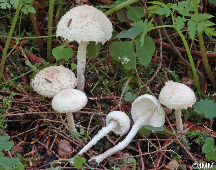 Cystolepiota langei