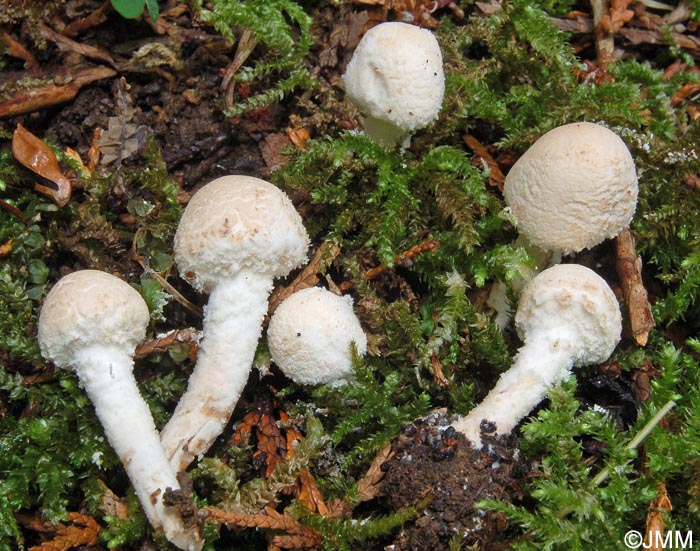 Cystolepiota langei