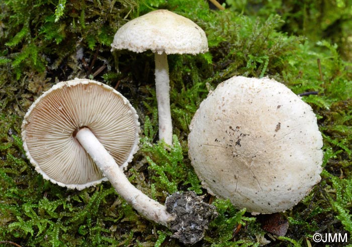 Cystolepiota langei