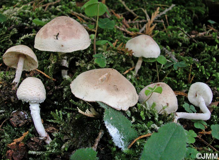 Cystolepiota langei