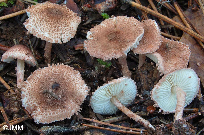 Cystolepiota moelleri