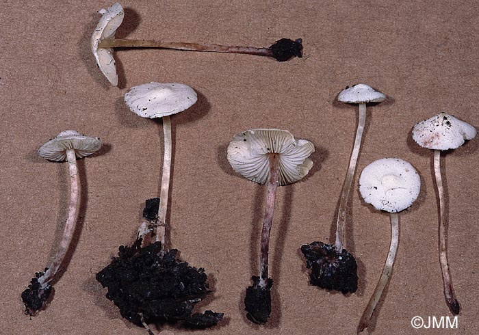 Cystolepiota seminuda